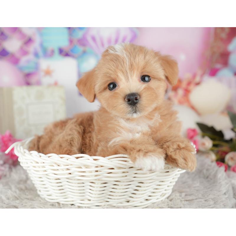 販売中の千葉県のマルプー:マルチーズ×トイプードル-441782の8枚目