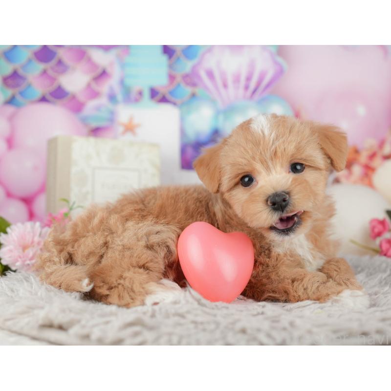 販売中の千葉県のマルプー:マルチーズ×トイプードル-441782の7枚目