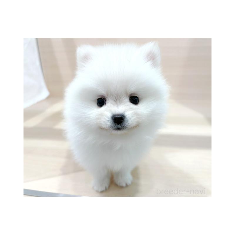 販売中の東京都のポメラニアン-441779