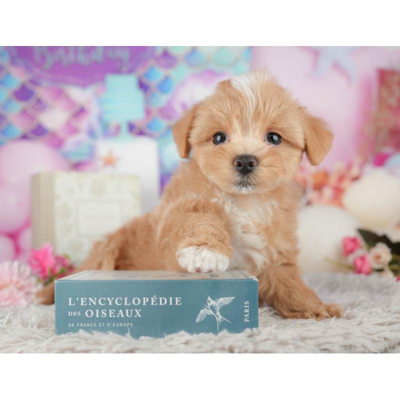 販売中の千葉県のマルプー:マルチーズ×トイプードル-441782の6枚目