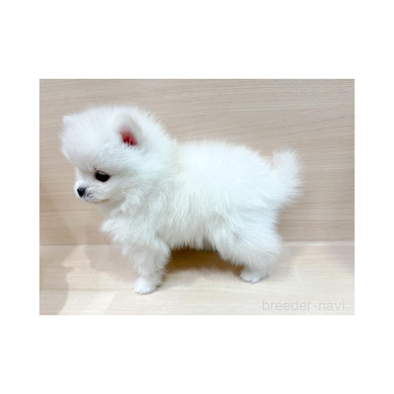 販売中の東京都のポメラニアン-441779の5枚目