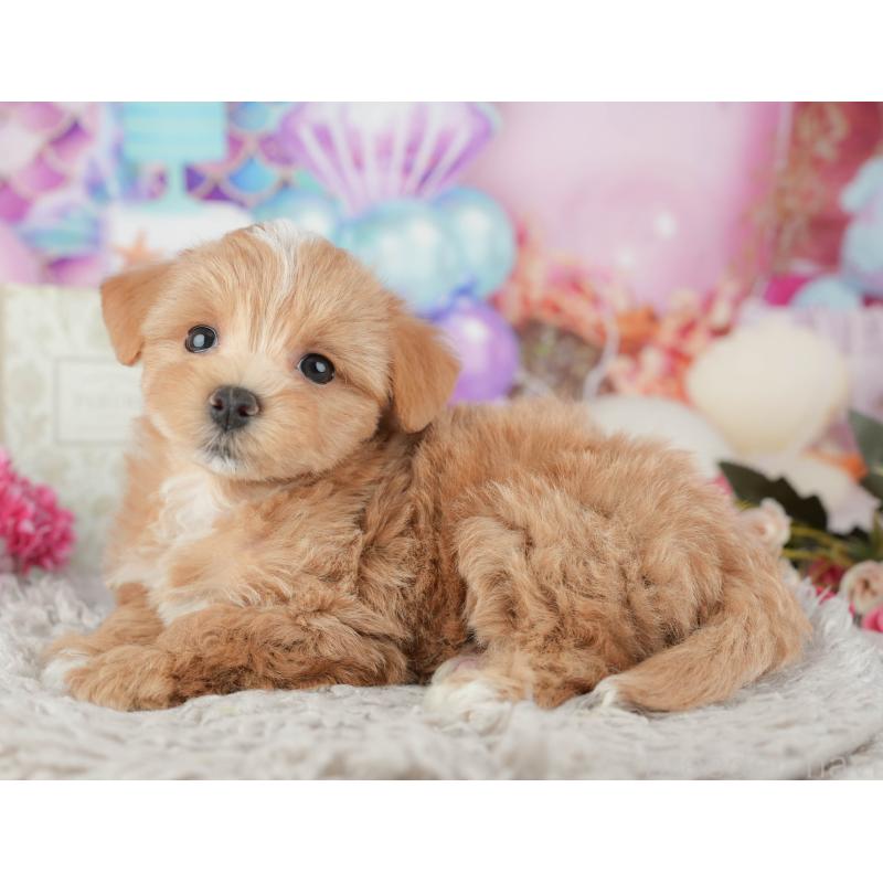 販売中の千葉県のマルプー:マルチーズ×トイプードル-441782の5枚目