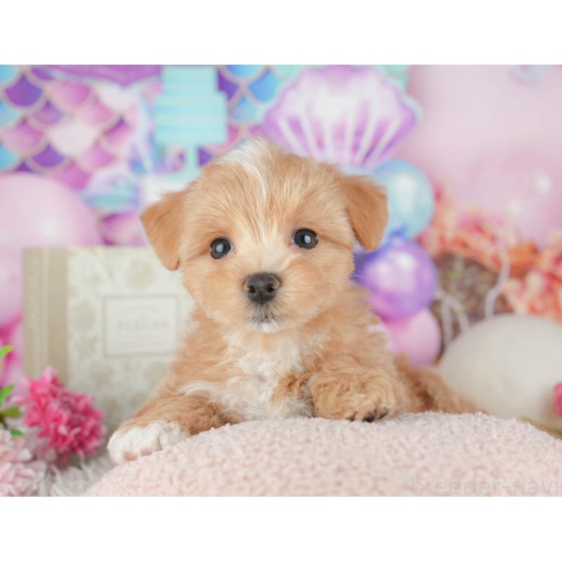 販売中の千葉県のマルプー:マルチーズ×トイプードル-441782の4枚目