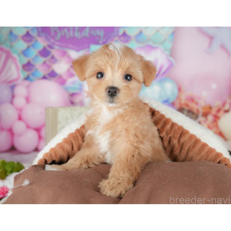 販売中の千葉県のマルプー:マルチーズ×トイプードル-441782の3枚目