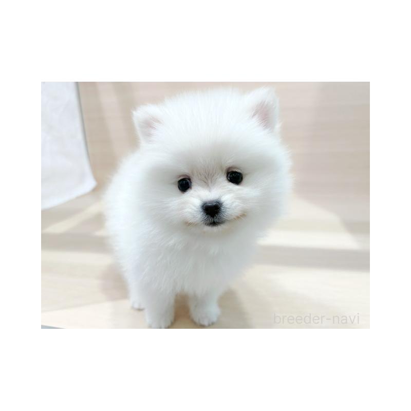 販売中の東京都のポメラニアン-441779の3枚目