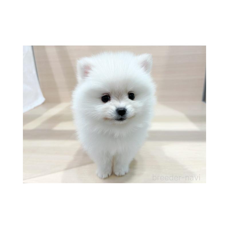 販売中の東京都のポメラニアン-441779の2枚目
