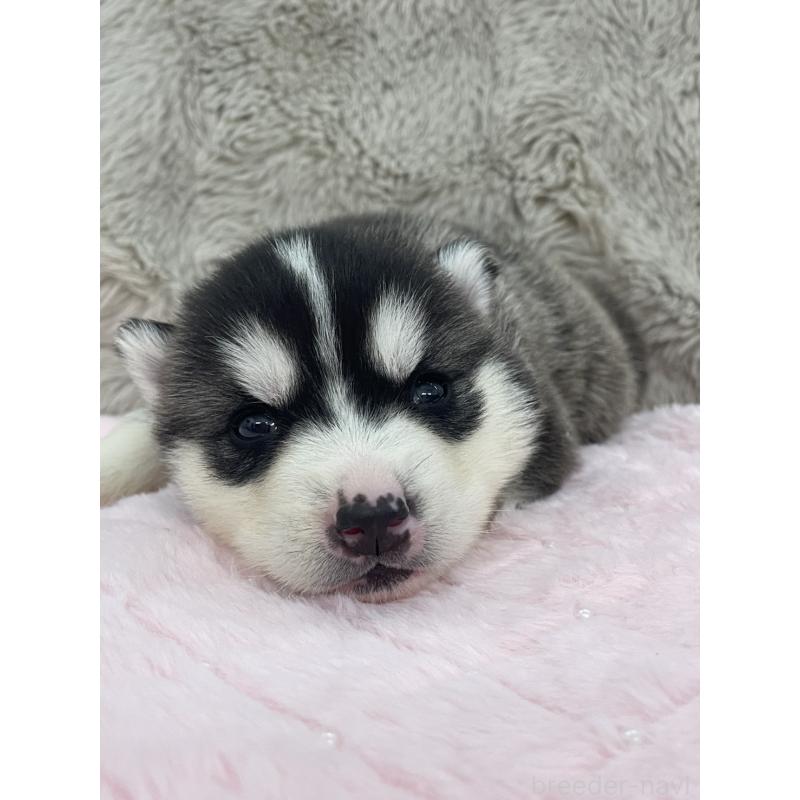 販売中の青森県のシベリアンハスキー-441783の7枚目