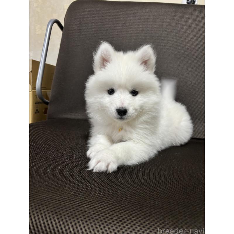 商談中の埼玉県のサモエド-433268の6枚目