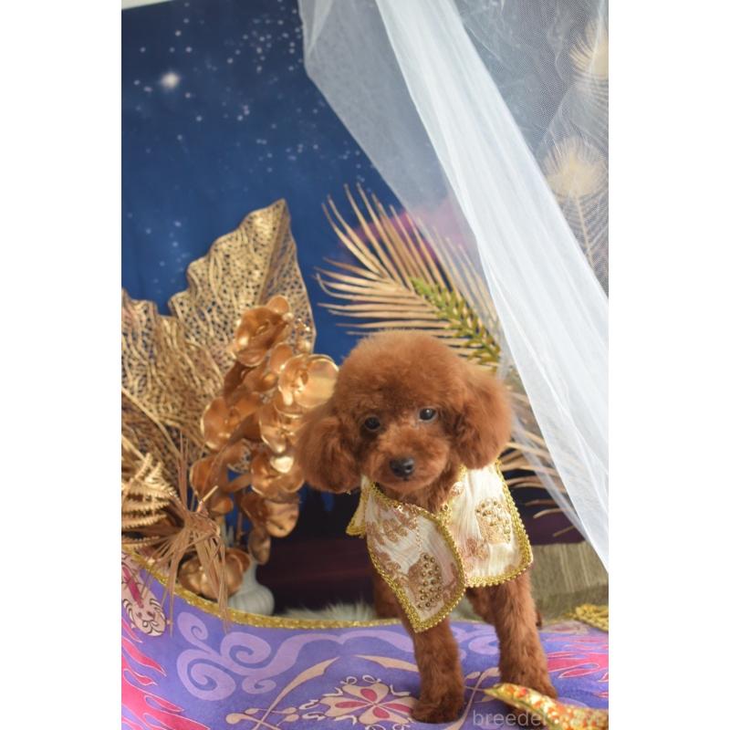 販売中の愛媛県のティーカッププードル-441781の8枚目