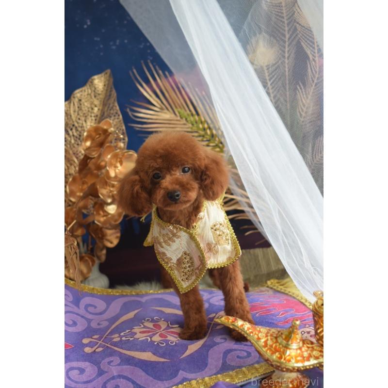 販売中の愛媛県のティーカッププードル-441781の7枚目