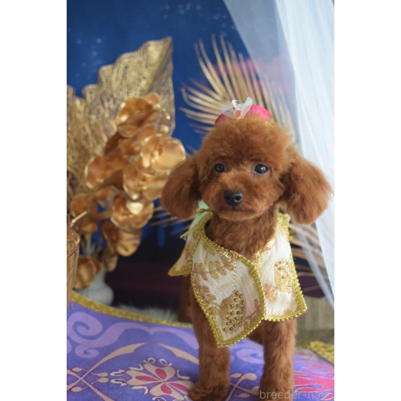 販売中の愛媛県のティーカッププードル-441781の1枚目