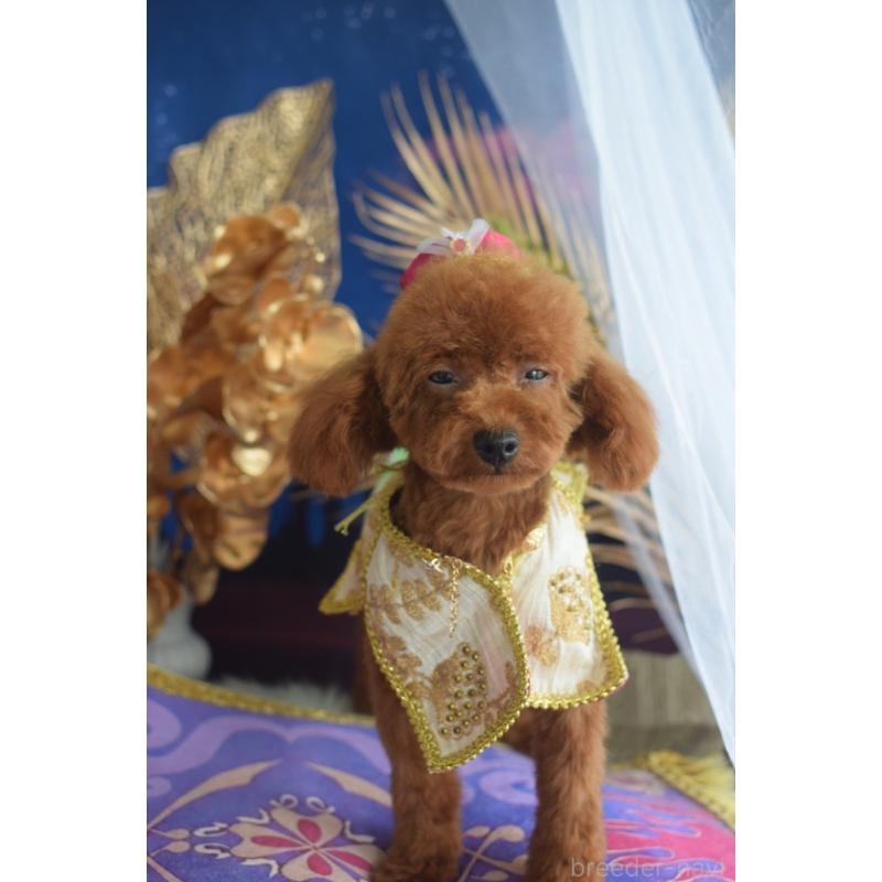 販売中の愛媛県のティーカッププードル-441781の6枚目