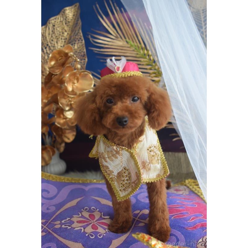 販売中の愛媛県のティーカッププードル-441781の5枚目