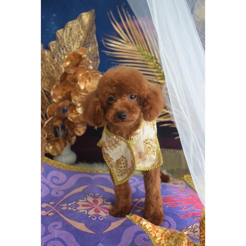 販売中の愛媛県のティーカッププードル-441781の4枚目