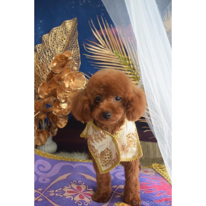 販売中の愛媛県のティーカッププードル-441781の3枚目