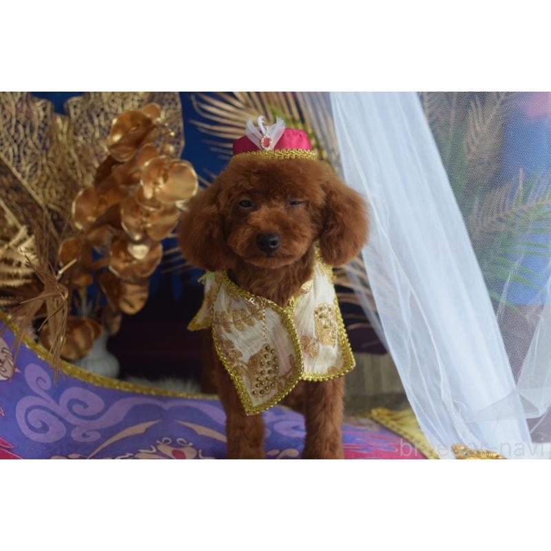 販売中の愛媛県のティーカッププードル-441781の2枚目