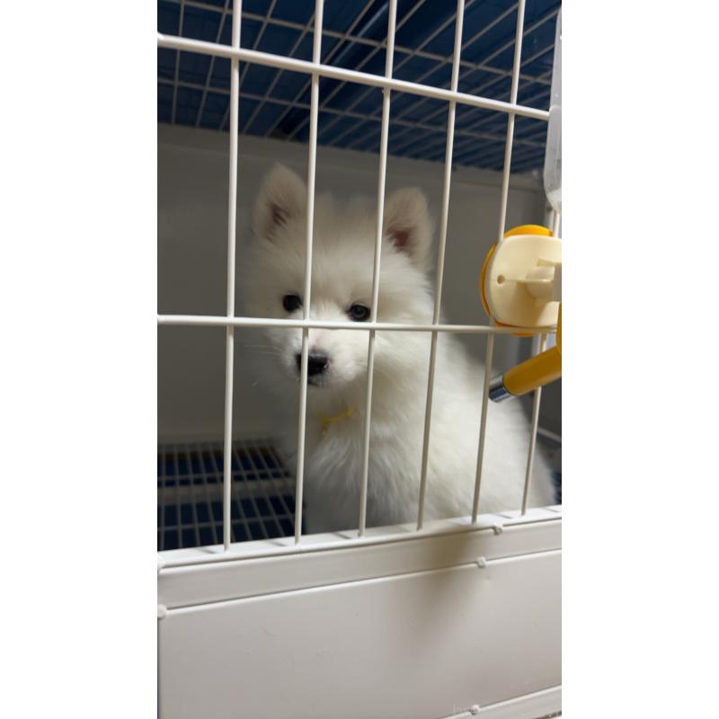 商談中の埼玉県のサモエド-433268の5枚目