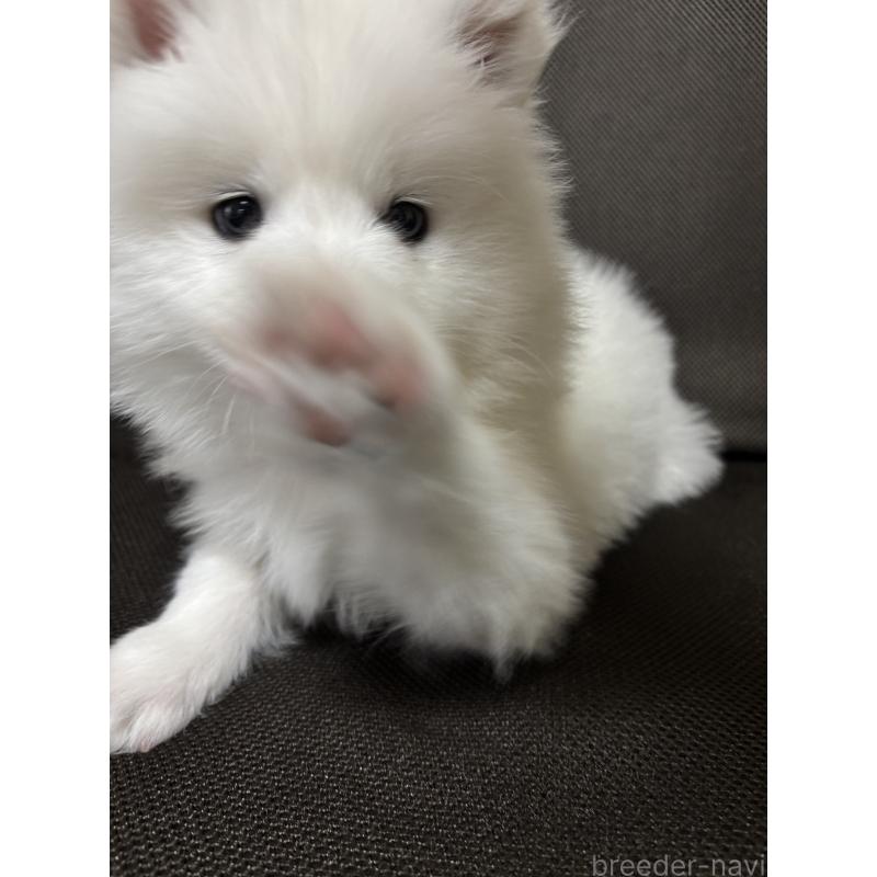 商談中の埼玉県のサモエド-433268の4枚目