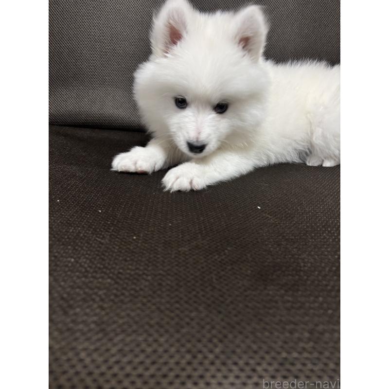 商談中の埼玉県のサモエド-433268の3枚目