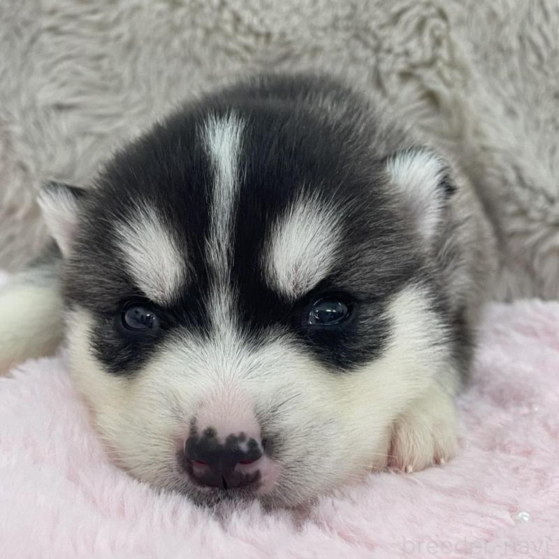 販売中の青森県のシベリアンハスキー-441783の6枚目