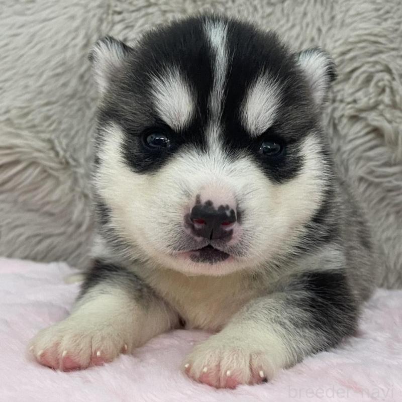 販売中の青森県のシベリアンハスキー-441783の1枚目