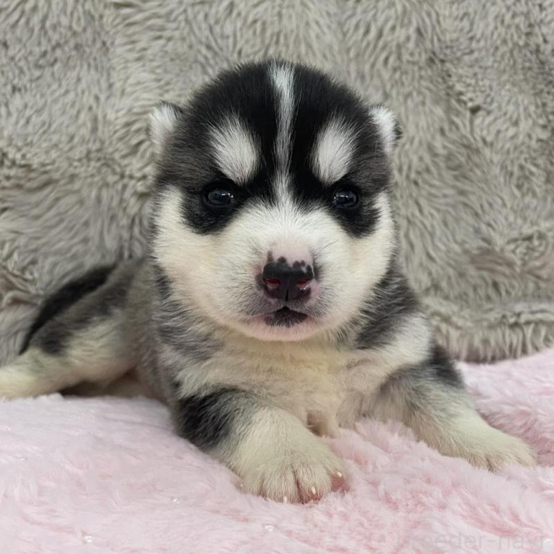 販売中の青森県のシベリアンハスキー-441783の5枚目