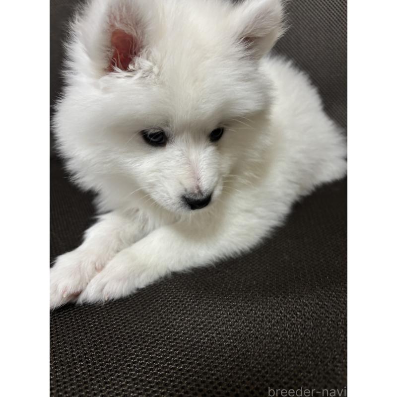 商談中の埼玉県のサモエド-433268の2枚目