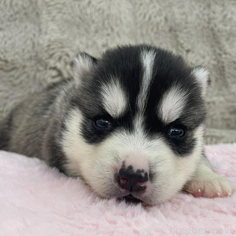 販売中の青森県のシベリアンハスキー-441783の4枚目