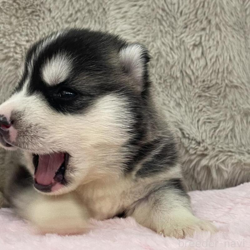 販売中の青森県のシベリアンハスキー-441783の3枚目