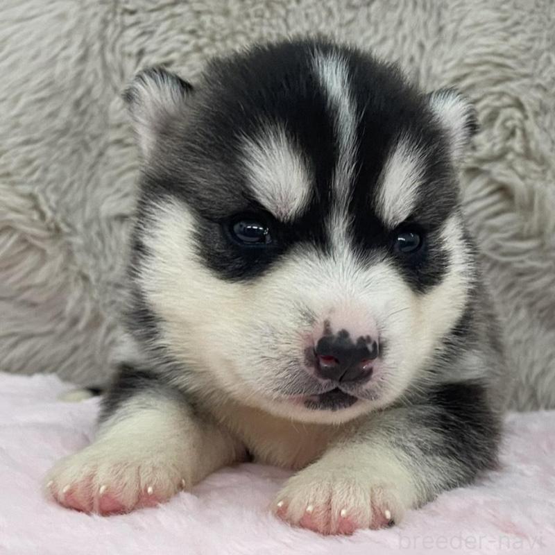 販売中の青森県のシベリアンハスキー-441783の2枚目