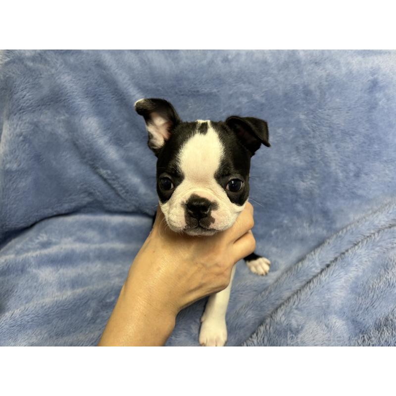 販売中の佐賀県のボストンテリア-441786の1枚目