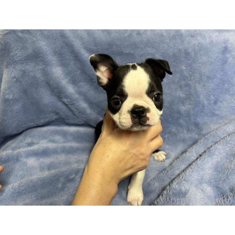 販売中の佐賀県のボストンテリア-441786の4枚目