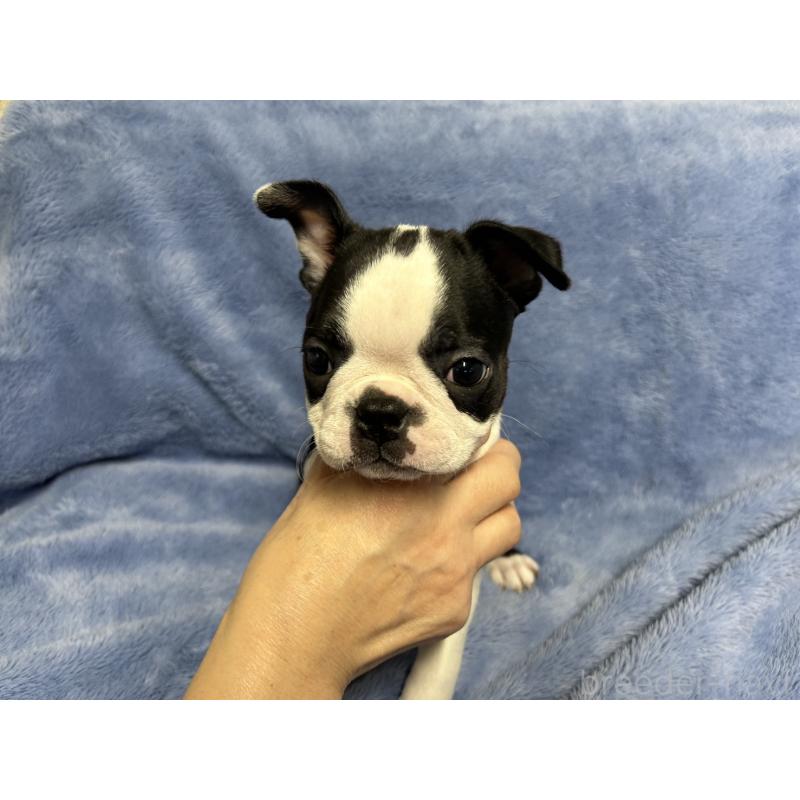 販売中の佐賀県のボストンテリア-441786の3枚目