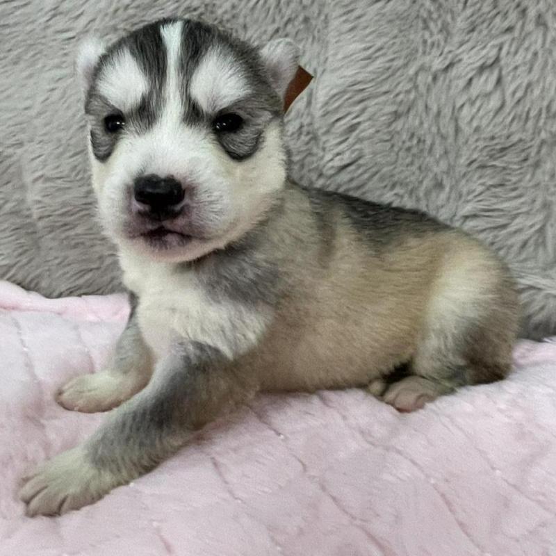 販売中の青森県のシベリアンハスキー-441790の6枚目