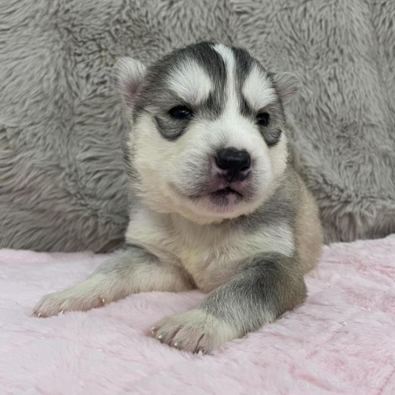 販売中の青森県のシベリアンハスキー-441790の5枚目