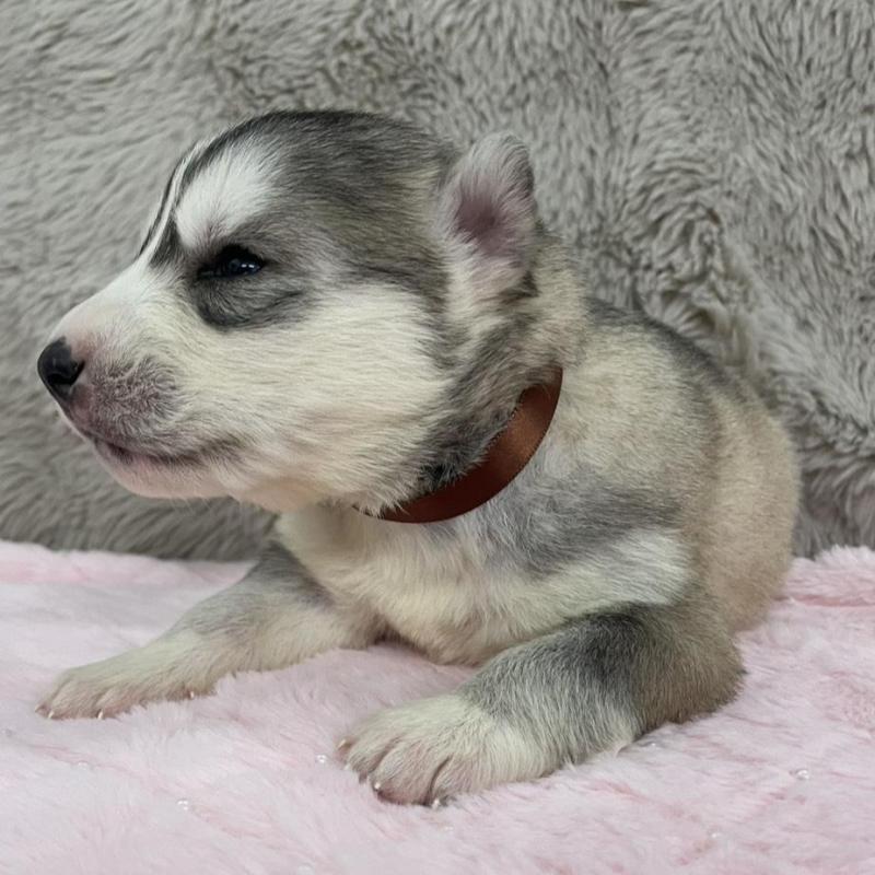 販売中の青森県のシベリアンハスキー-441790の4枚目