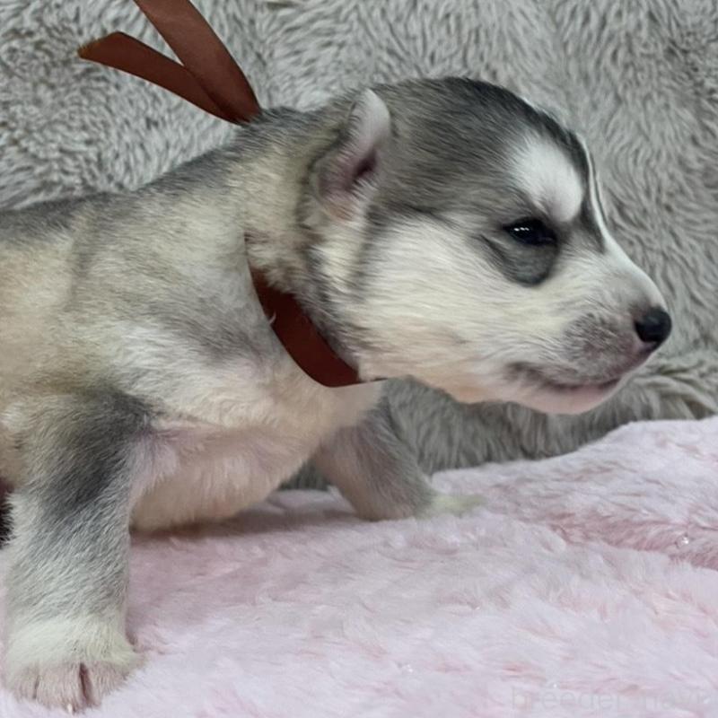 販売中の青森県のシベリアンハスキー-441790の3枚目