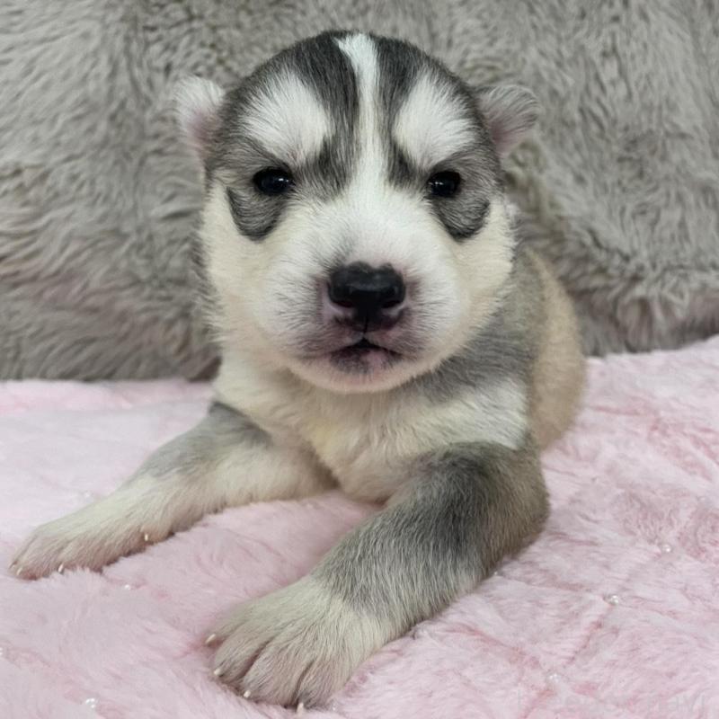 販売中の青森県のシベリアンハスキー-441790の2枚目