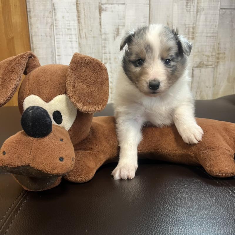 販売中の三重県のシェットランドシープドッグ(シェルティ)-441791