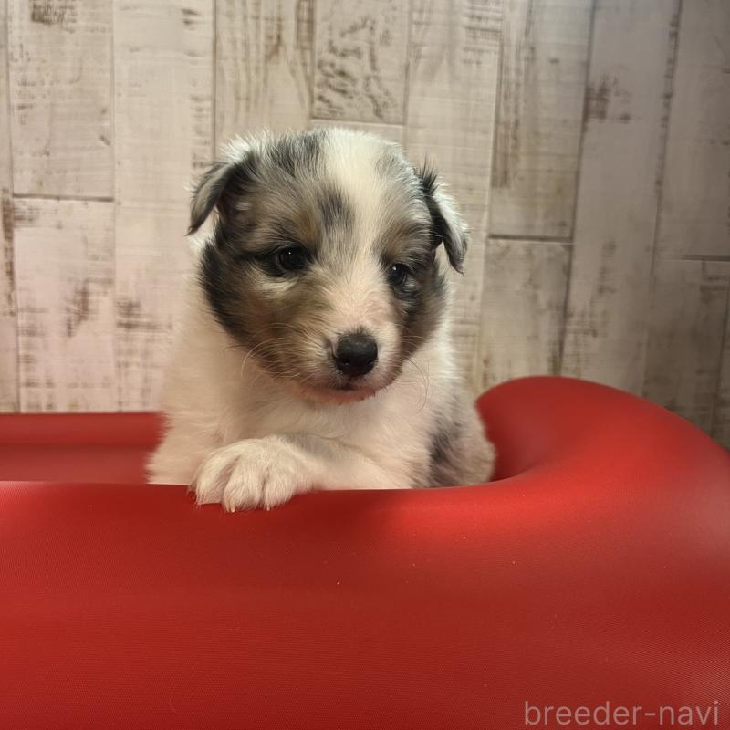 販売中の三重県のシェットランドシープドッグ(シェルティ)-441791の7枚目