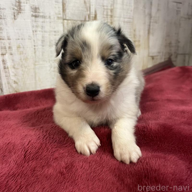 販売中の三重県のシェットランドシープドッグ(シェルティ)-441791の6枚目