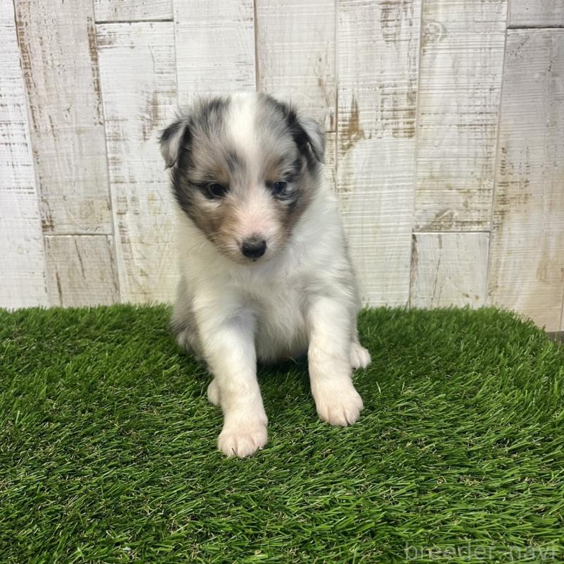 販売中の三重県のシェットランドシープドッグ(シェルティ)-441791の5枚目