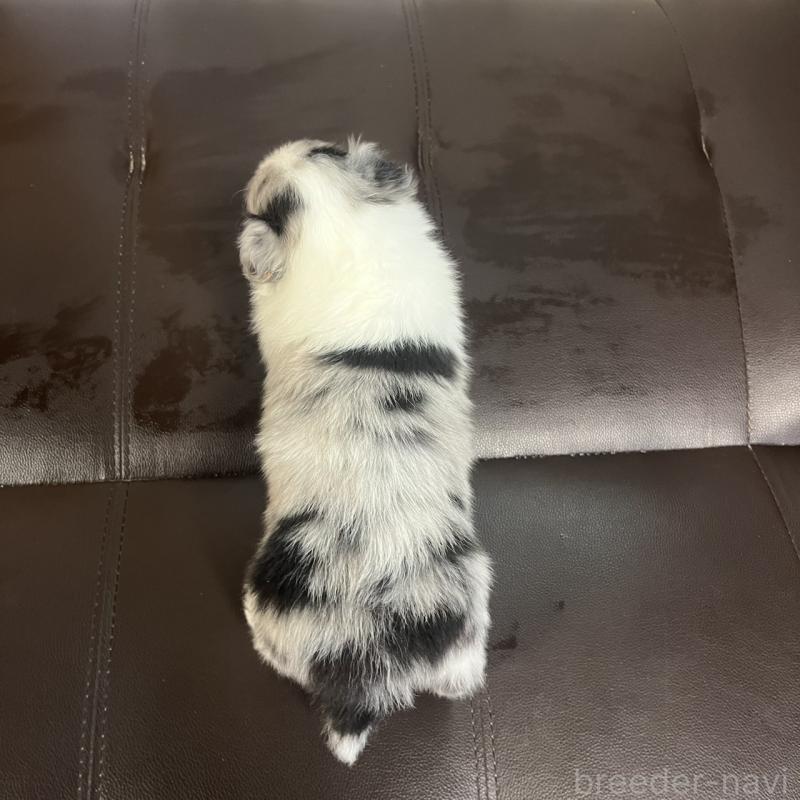 販売中の三重県のシェットランドシープドッグ(シェルティ)-441791の4枚目