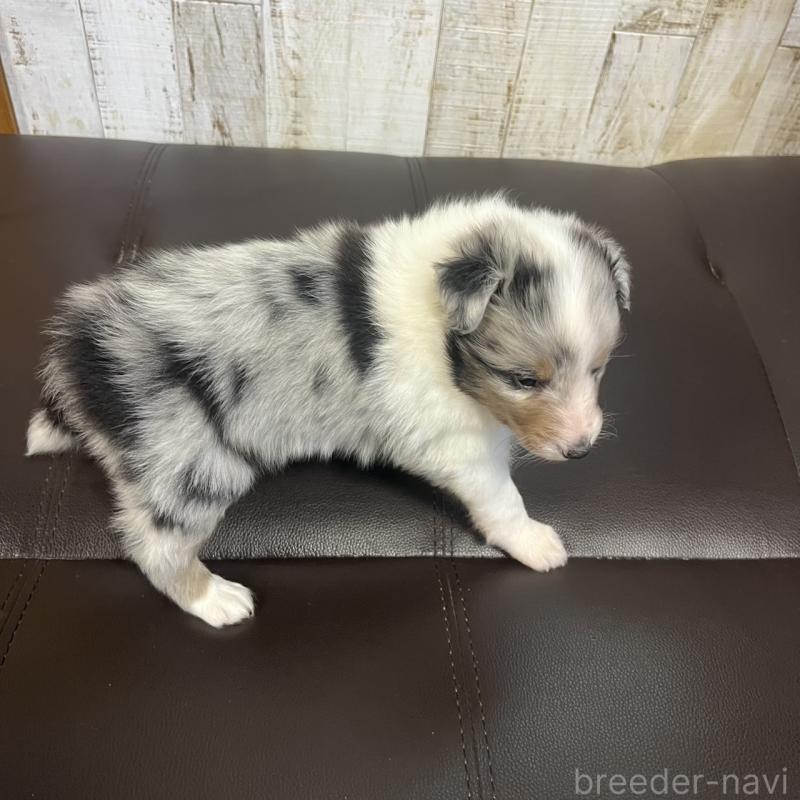 販売中の三重県のシェットランドシープドッグ(シェルティ)-441791の3枚目