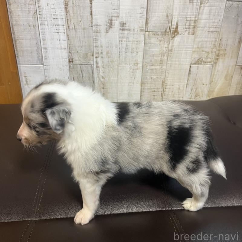 販売中の三重県のシェットランドシープドッグ(シェルティ)-441791の2枚目