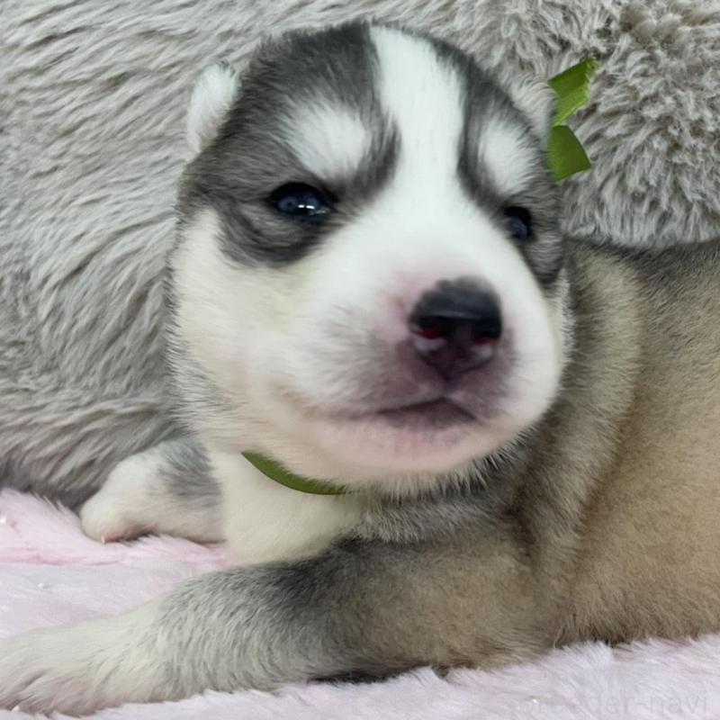 販売中の青森県のシベリアンハスキー-441793の6枚目