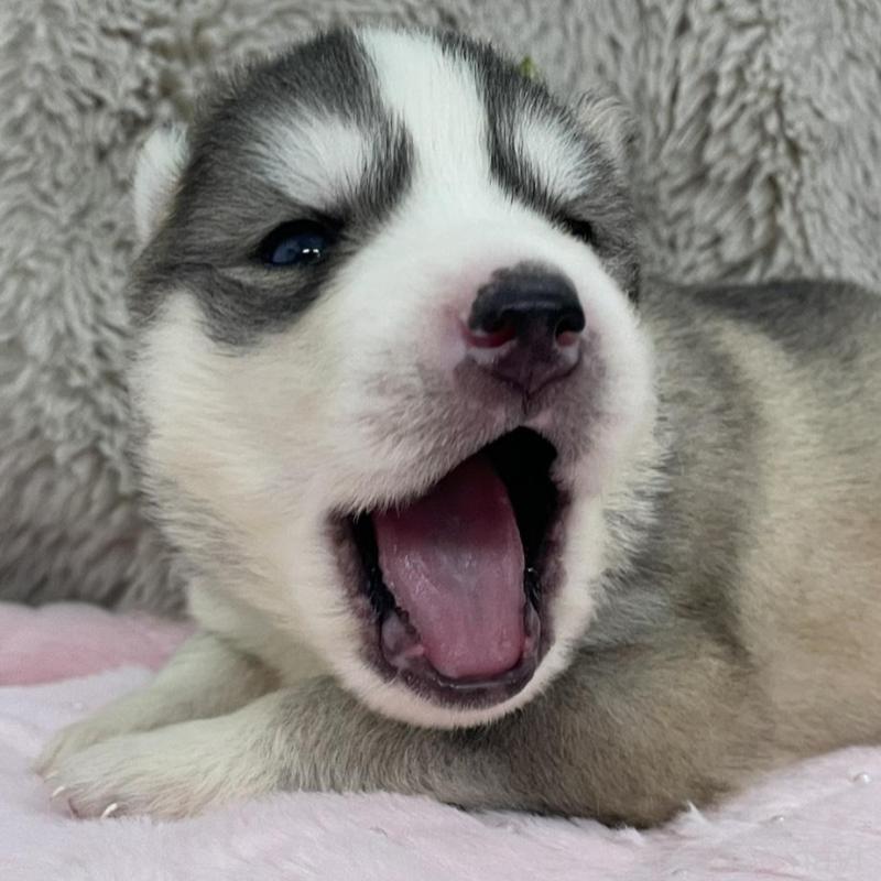 販売中の青森県のシベリアンハスキー-441793の5枚目