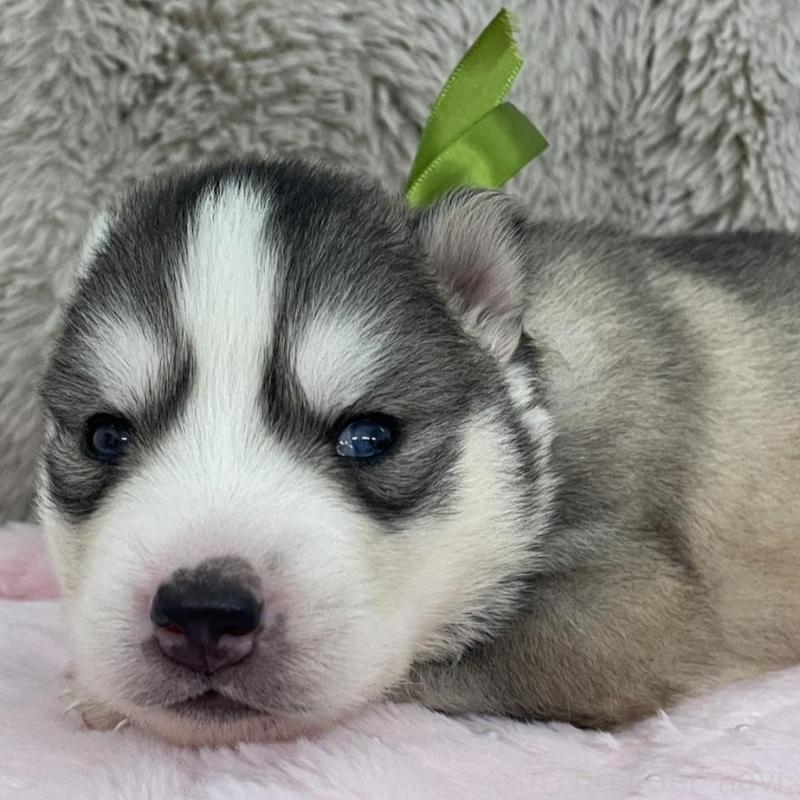 販売中の青森県のシベリアンハスキー-441793の4枚目