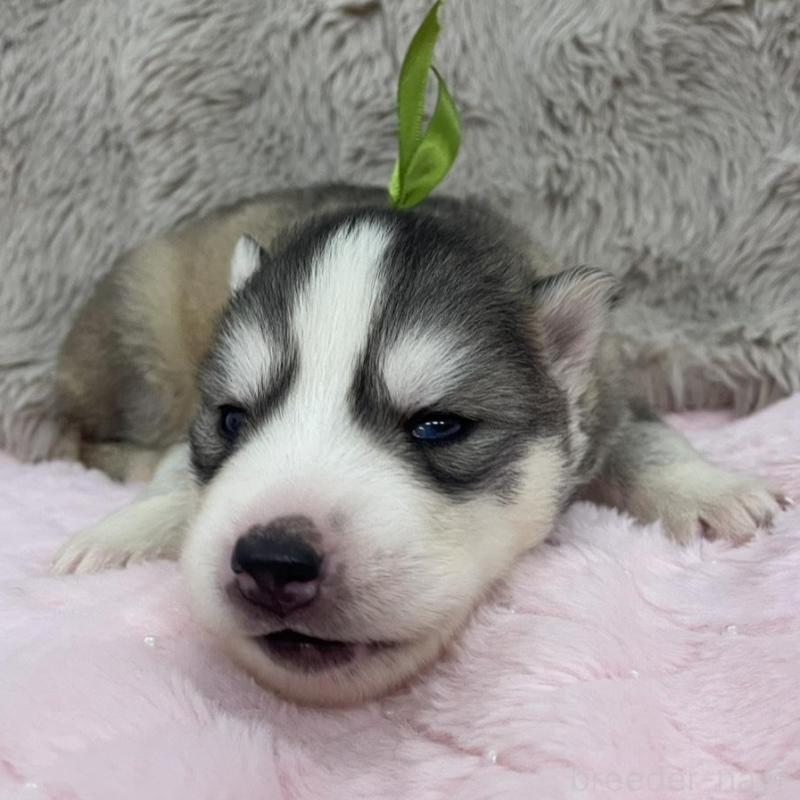 販売中の青森県のシベリアンハスキー-441793の3枚目