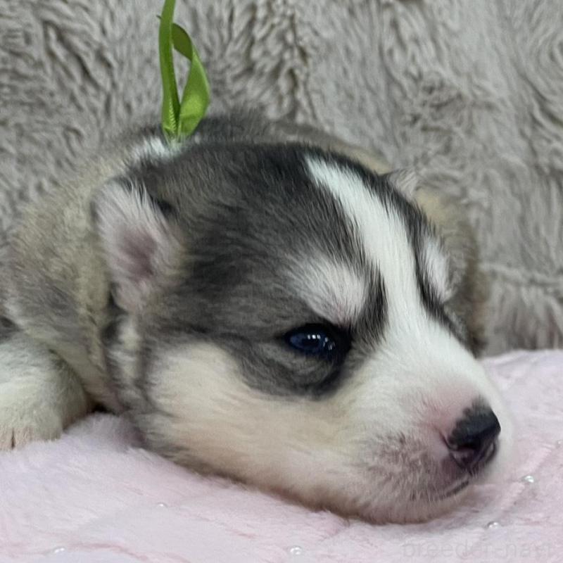 販売中の青森県のシベリアンハスキー-441793の2枚目